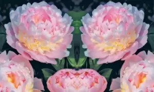 Image of Peony Trio Collection: One Plant/Peony Edens Perfume