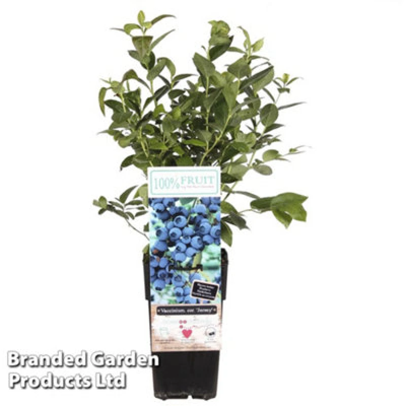 Image of Thompson & Morgan Grow Your Own Fruit Vaccinium (Blueberry) Corymbosum Jersey 15Cm Pot X 1