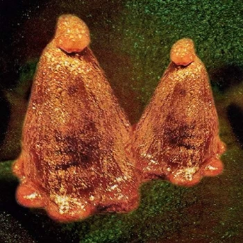 Image of Black to Comm - Oocyte Oil & Stolen Androgens CD