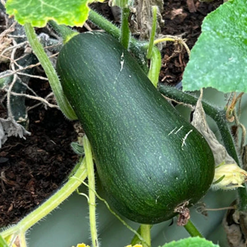 Image of Thompson & Morgan Butternut Squash Inca Gold F1 1 Seed Packet
