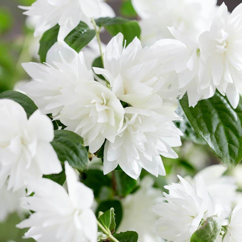 Image of YouGarden Philadelphus - Pearls of Perfume (3 x 9cm Pots) White unisex 3x9cm pots