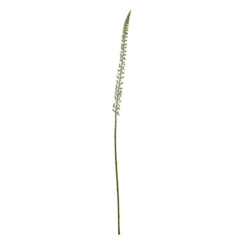Image of Hill Interiors Eremurus Stem Artificial Plant White (One Size)