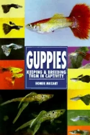 Image of guppies keeping and breeding them
