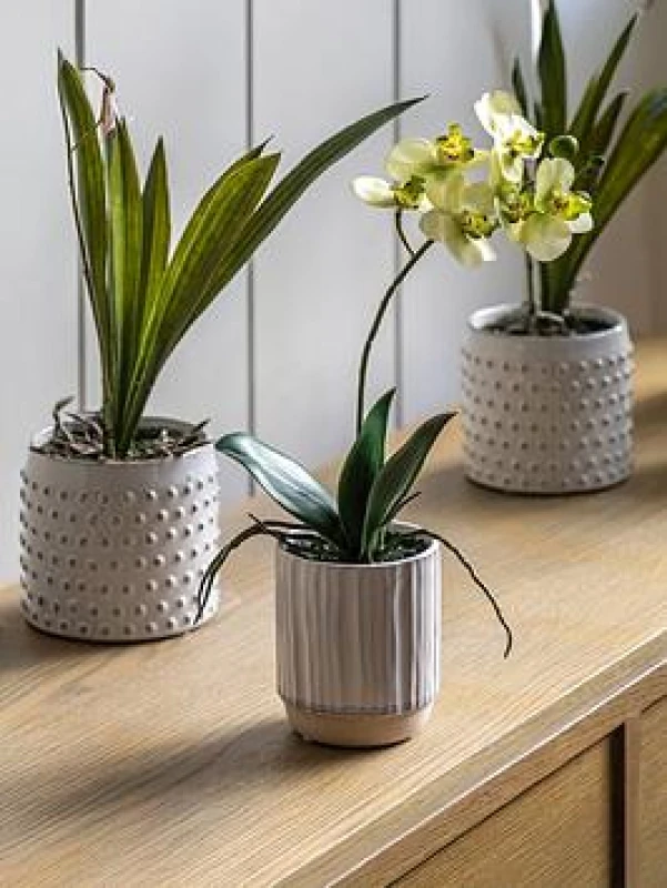 Image of Crossland Grove Orchid Cream in Ribbed White Ceramic Pot 320mm, White 5056693592648
