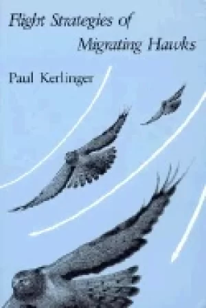 Image of flight strategies of migrating hawks