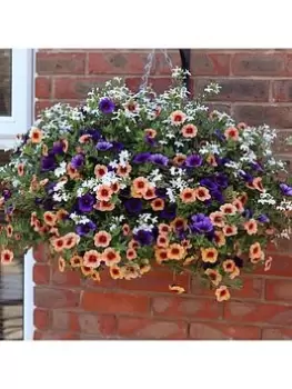 Image of Fruit Salad Bedding Mix (12 Plug Plants)