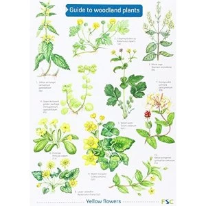 Image of Guide to Woodland Plants 1998 Sheet map, folded