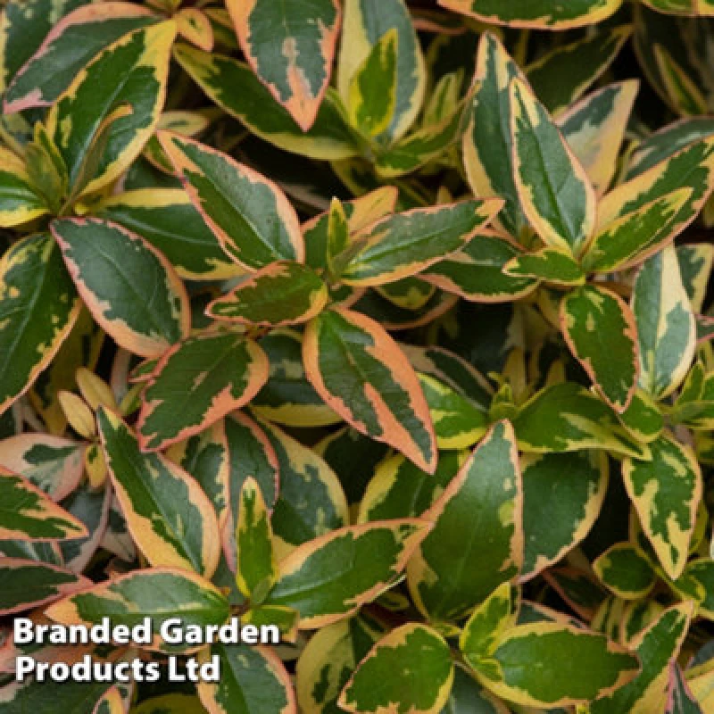Image of Thompson & Morgan Abelia X Grandiflora Tricolour Charm 9Cm Potted Plant X 2