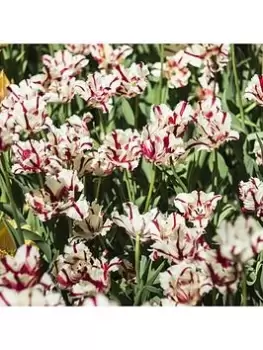Image of Tulip Carnaval De Nice - Pack Of 15 Bulbs