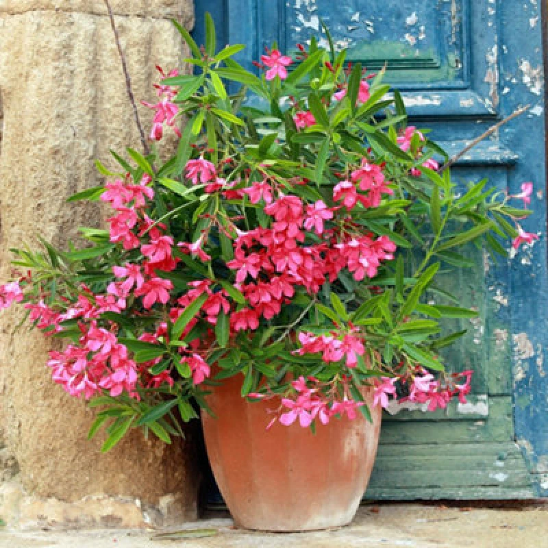 Image of You Garden Yougarden Pair Of Pink Premium Oleander Bushes In 15Cm Pots, Year Round Plants For Pots And Perfect For Containers And Patios