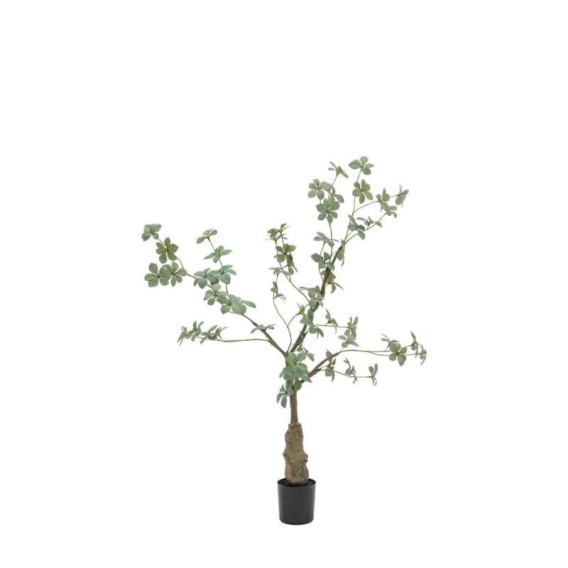 Image of Crossland Grove Potted Rhodoleia 3ft Tree, Green 5056693592754