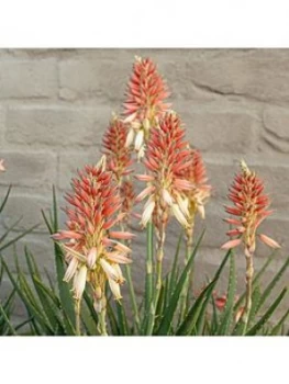 Aloe Safari Sunrise' 13Cm Pot