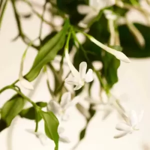 Image of Rituals Sweet Jasmine Fragrance Sticks 450ml