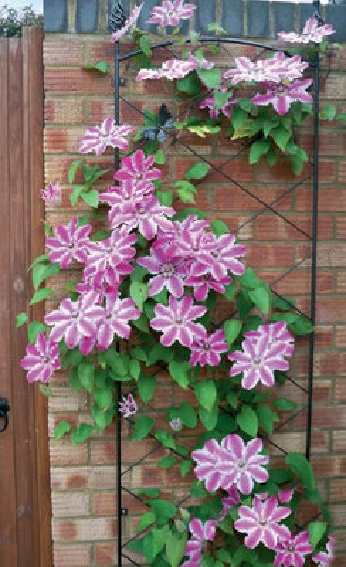 Image of Poppy Forge Regent Wall Trellis - Decorative Garden Screen, Plant Support - Solid Steel - W52 X H164cm - Black