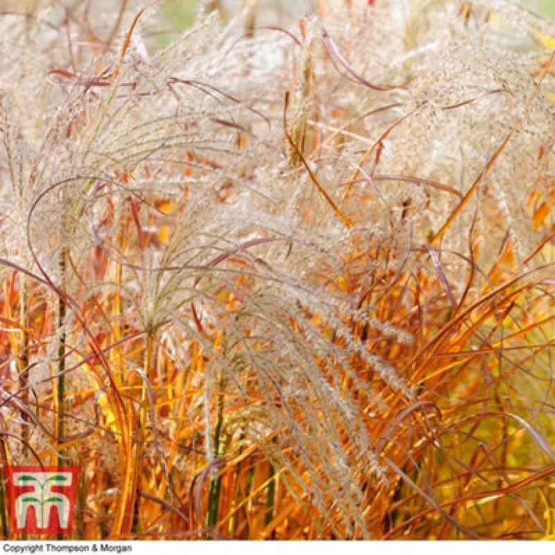 Image of Thompson & Morgan Miscanthus (Grass) Indian Summer 9Cm Pot X 1