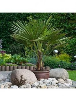 image of Hardy Fan Palm Trachycarpus Fortunei 80-90Cm Tall