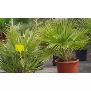 Image of Thompson & Morgan Thompson and Morgan Chamaerops humilis - 19cm x 1 plant