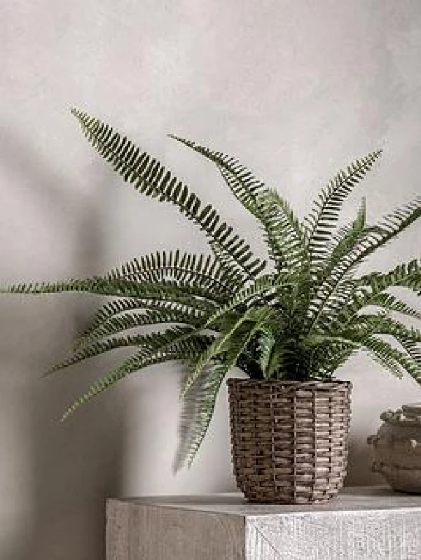 Image of Gallery Potted Fern Plant 810Mm Brown WHECH Unisex