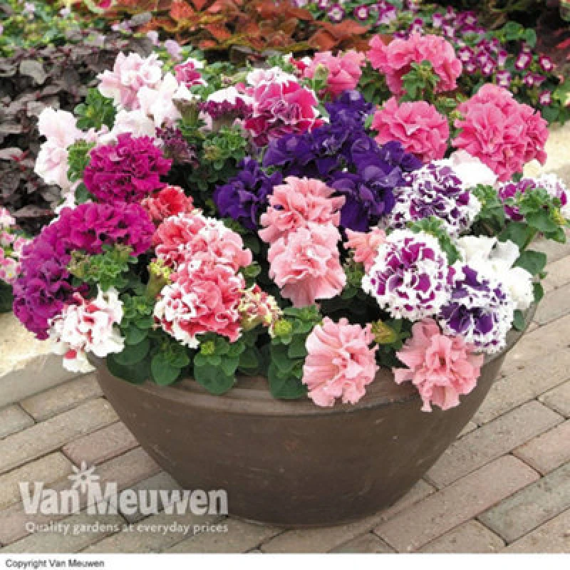 Image of Thompson & Morgan Petunia Orchid Flowered Mixed 6 Plug Plants