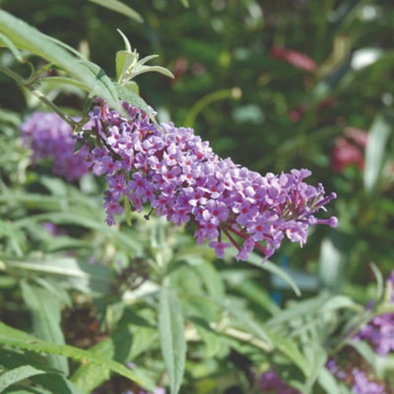 Image of Thompson & Morgan Buddleja Buzz Lavender Patio Compact Butterfly Bush For Gardens & Pots Long-Flowering Easy-Care Bee-Friendly 2X 1L Pots