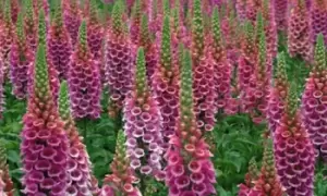 image of Foxglove Candy Mountain, 5 Plants