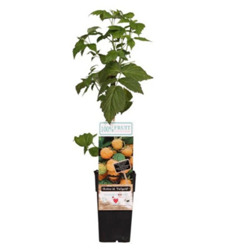 Image of Thompson & Morgan Rubus (Raspberry) Idaeus Fallgold 15Cm Potted Plant X 2