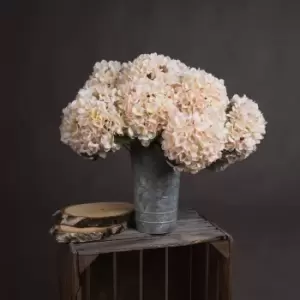 Image of Autumn White Hydrangea