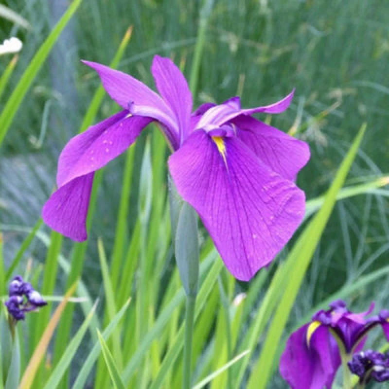 Image of Thompson & Morgan Iris Ensata (Kaempferi) 9Cm Potted Plant X 1