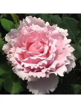 Image of Rose Sophie Rochas 3L Potted