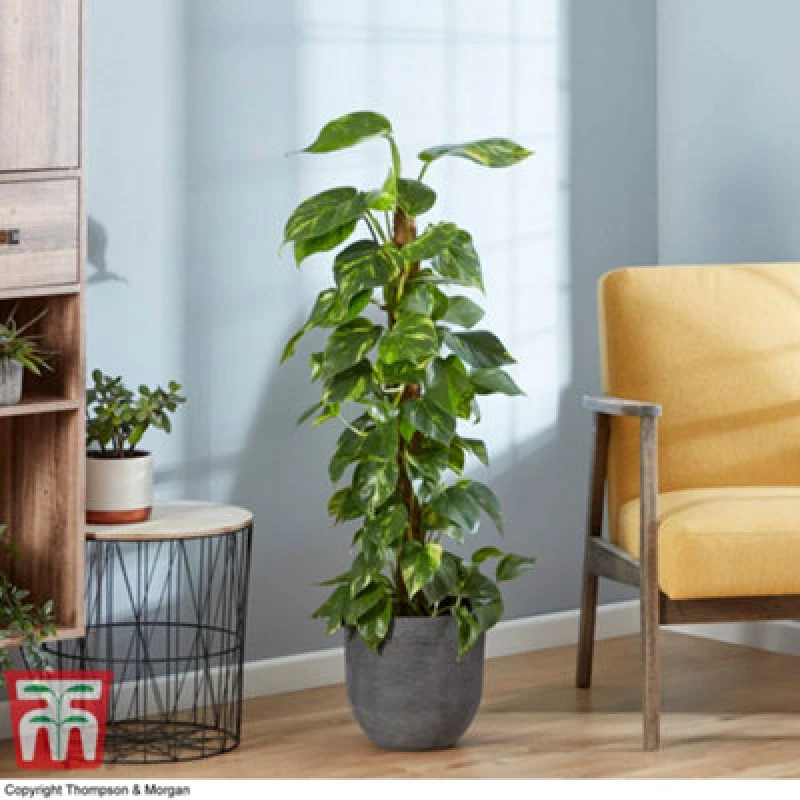 Image of Thompson & Morgan Houseplant Epipremnum (Devil's Ivy) Scindapsus Aureum 12Cm Pot X 1