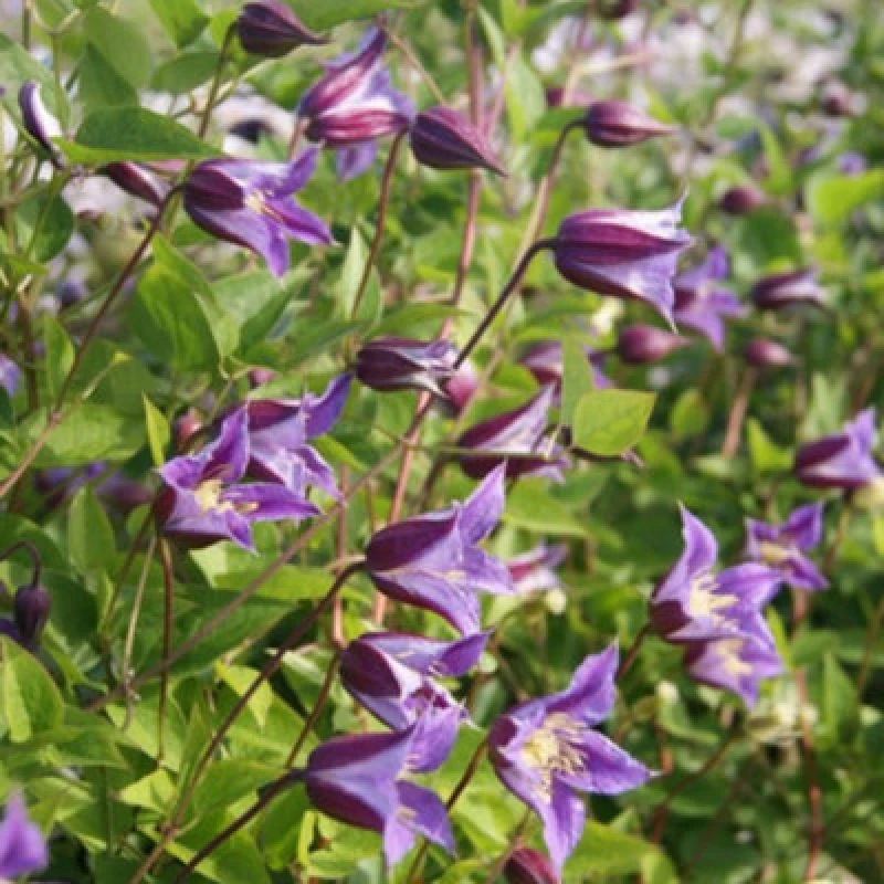 Image of Thompson & Morgan Clematis Prince William Maroon Violet Tulip-Shaped Climber Yellow Stamens Blooms July-Sept 7Cm Pot X1