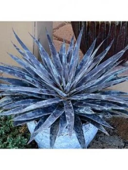 Image of Mangave 'Moonglow'; 15Cm Pot
