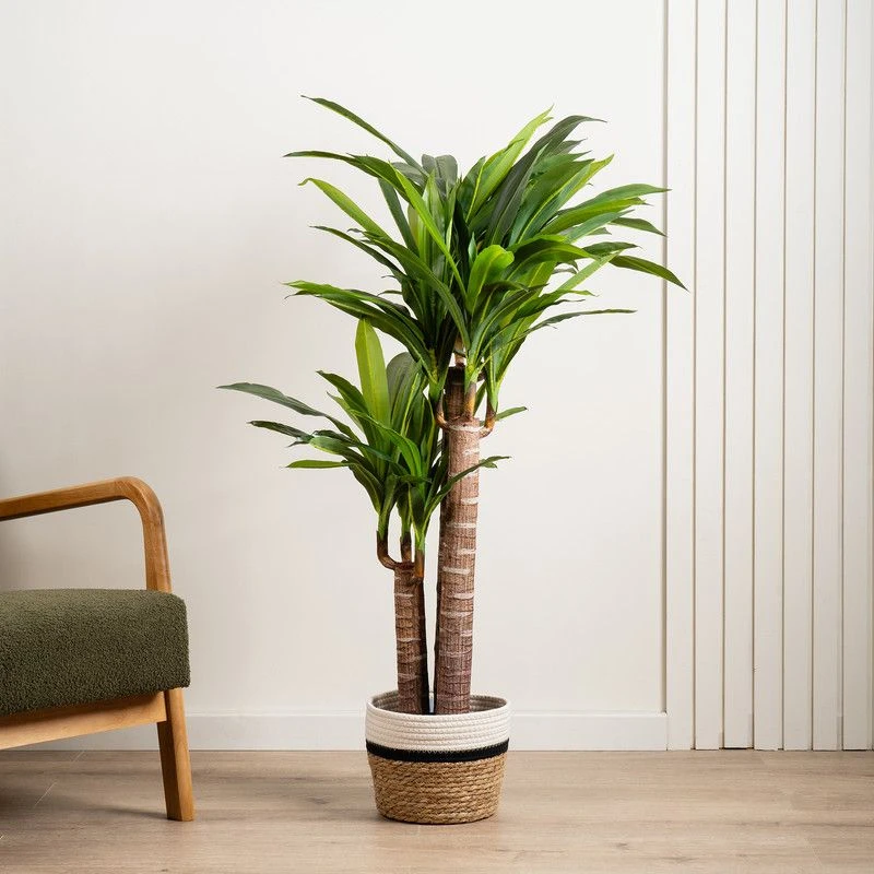Image of Scottish Everlastings Ltd Triple Stem Yucca Tree 120cm, Green SEL1308