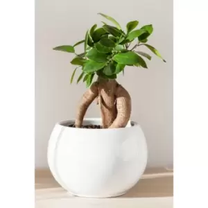 Image of Ficus Microcarpa Ginseng Plant