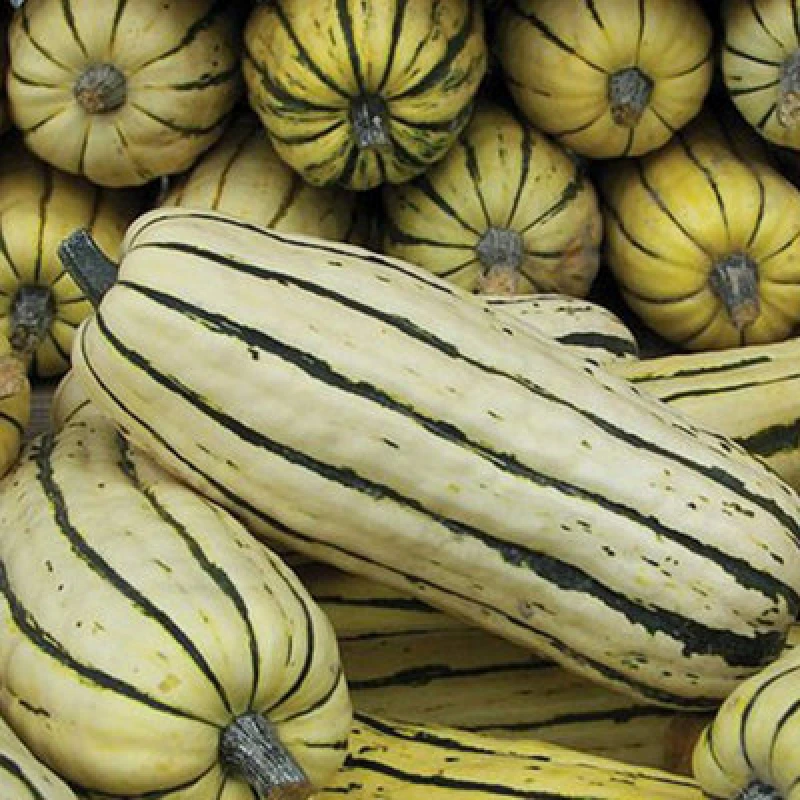 Image of Thompson & Morgan Squash Honeyboat F1 1 Seed Packet