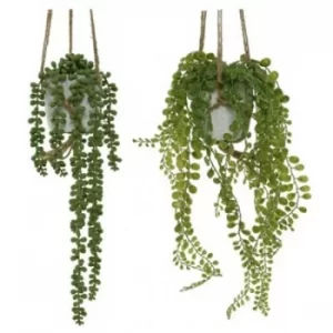 Image of Hanging Potted Plant (1 Random Supplied)