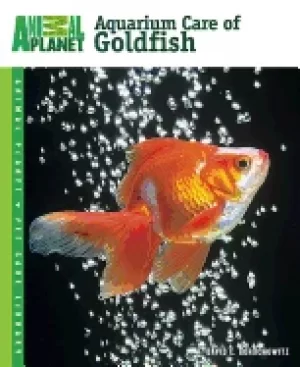 Image of aquarium care of goldfish