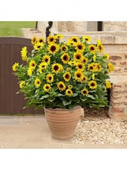 Image of Helianthus Sunbelieveable In 3-Litre Pot