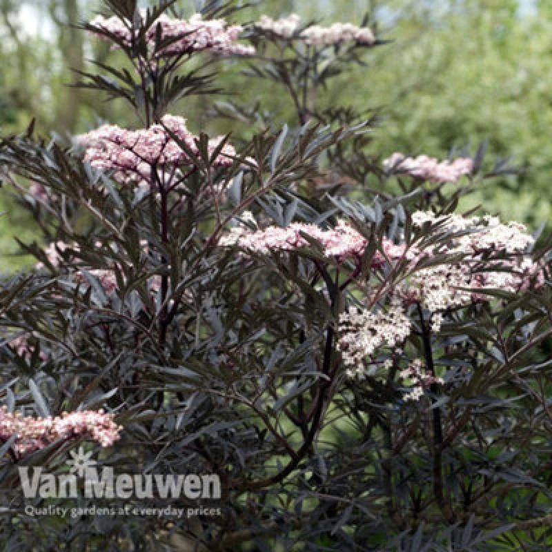 Image of Thompson & Morgan Sambucus Nigra Black Lace 3.5 Litre Potted Plant X 1
