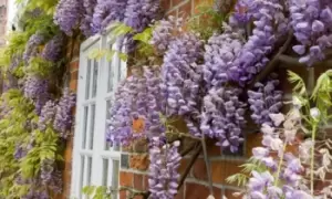 Image of Scented Wisteria Plant, One
