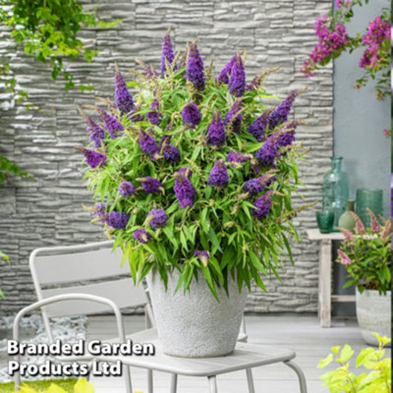 Image of Thompson & Morgan Buddleja Butterfly Candy Little Purple 9Cm Potted Plant X 1