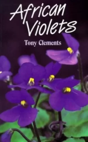 Image of African violets by Tony Clements
