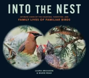 Image of into the nest intimate views of the courting parenting and family lives of