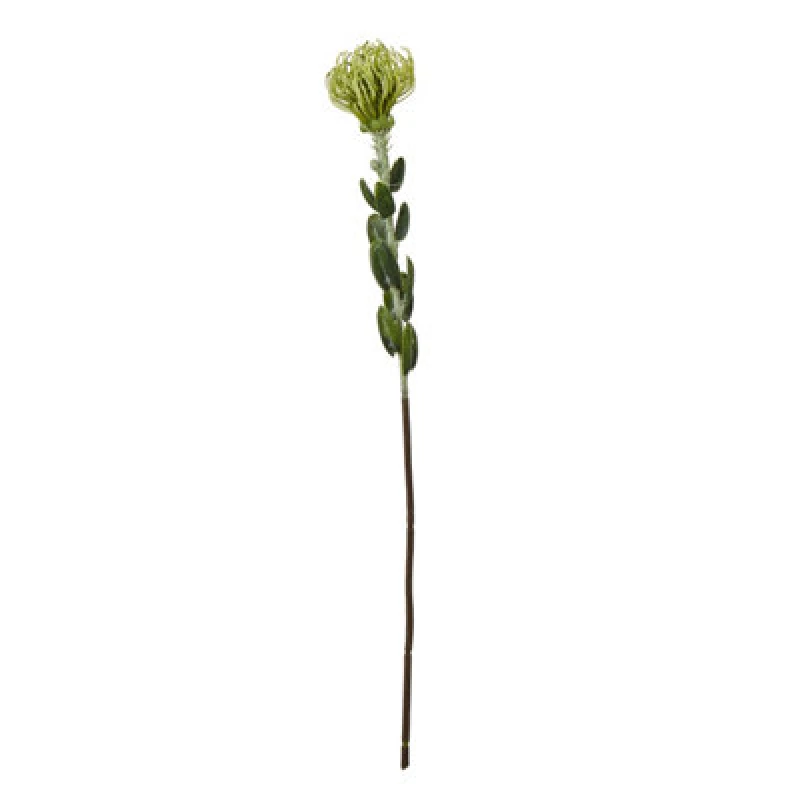 Image of Green Pincushion Protea Spray