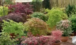 image of Acer Palmatum Collection: Two Plants