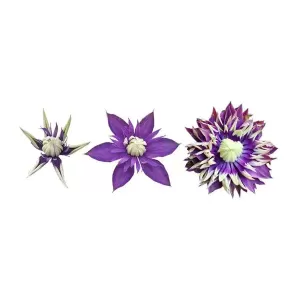Image of Clematis 'Taiga'