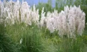 Image of Cortaderia Selloana White Pampas Grass: One Plant