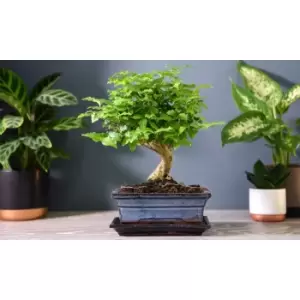 Image of Thompson & Morgan Thompson and Morgan Bonsai Ligustrum (House Plant) 12cm pot - 1 plant