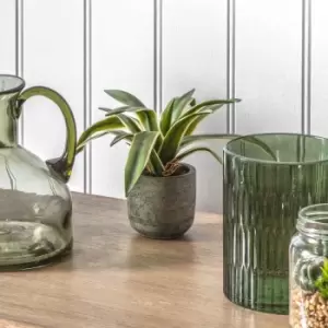 Image of Crossland Grove Potted Agave W/Roots 230X230X180Mm