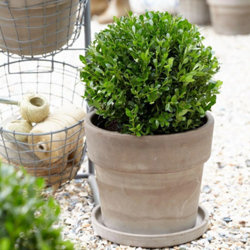 Image of Thompson & Morgan Ilex Crenata Luxus 13Cm Potted Plant X 2